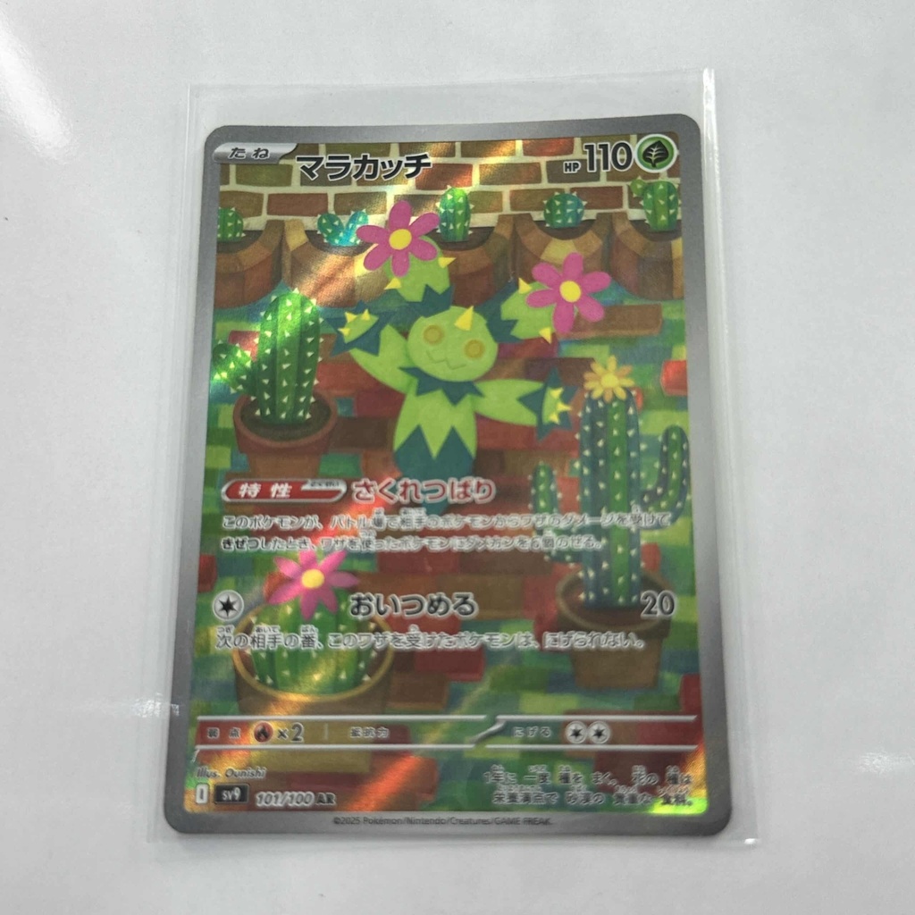 Maractus Art Rare – Asia