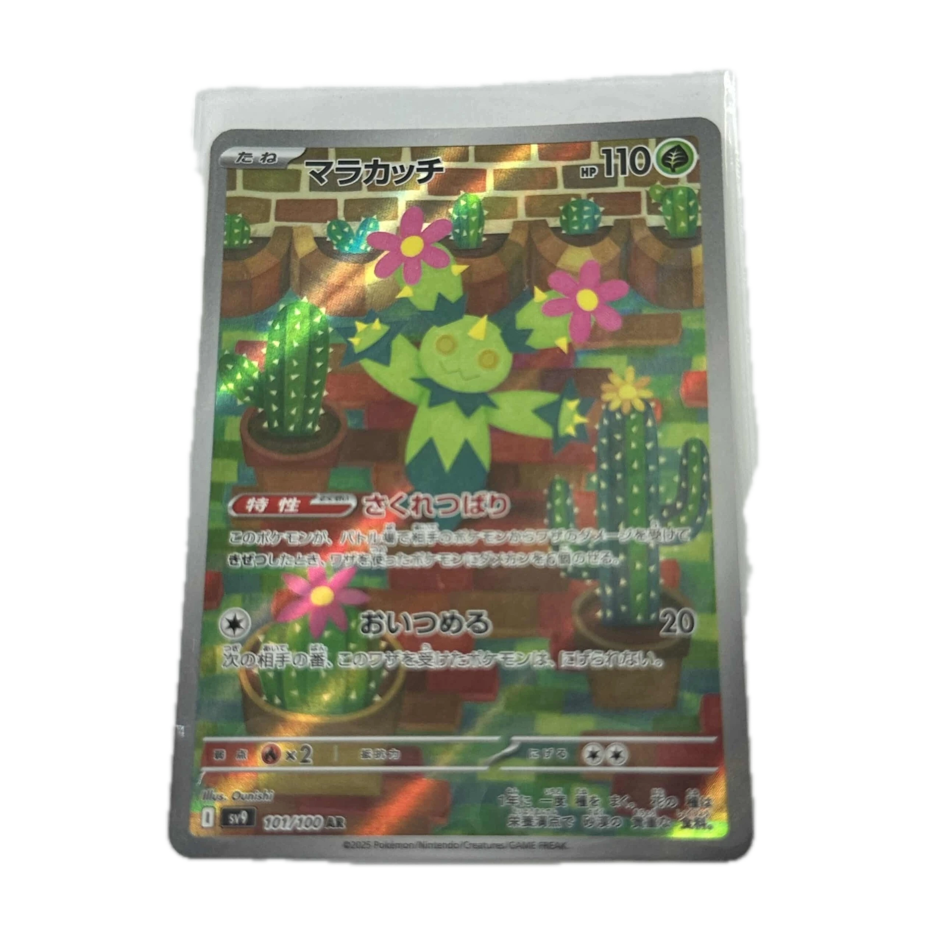 [MARXX00] Maractus Art Rare – Asia